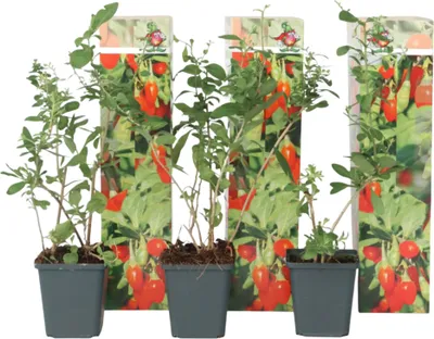 Produktbild von Jagody goji - 3 szt - Lycium barbarum - Wysokość 25-40cm - ⌀9cm
