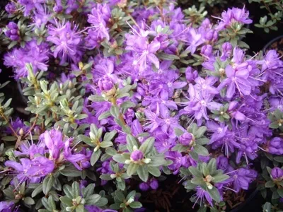 Produktbild von Alpenrose Intrifast - Rhododendron fastigiatum Intrifast 30-40cm