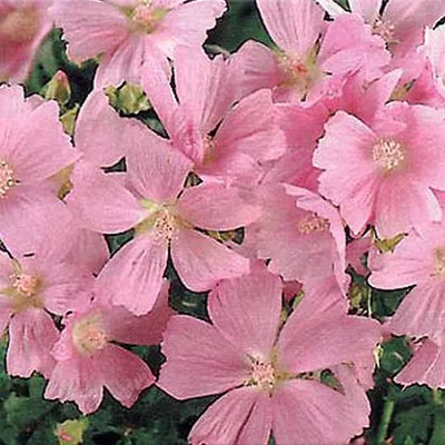 Obrázek produktu pro 6 x Sigmarskraut  - Malva alcea 'Fastigiata'  | Květináč 9 cm x 9 cm