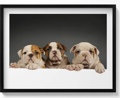 Produktbild von Drei Hundewelpen– Wandbild mit Rahmen – Gerahmtes Bild  – Wanddekoration – 80x60 cm –  Schwarz Rahmen