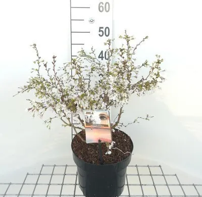 Obrázok produktu pre Prunus incisa 'Kojou-no-mai' - Čerešňa 50- 60 cm - Kontajner