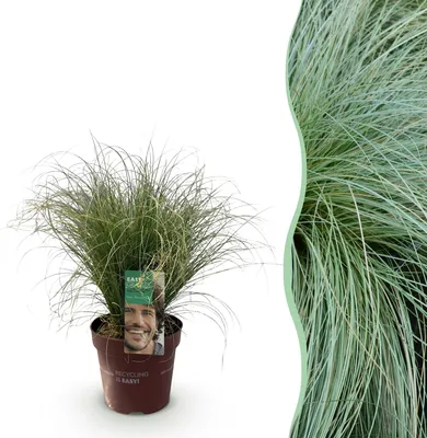 Produktbild von GreenboutiQ - Ziergräser - Carex comans Frosted Curls - Grün - 1 Pflanze - Immergrün - Winterhart - Topf 17cm Höhe 50cm