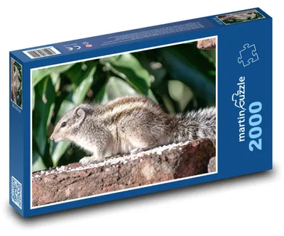 Obrázok produktu pre martinpuzzle - Puzzle 2000 - Vevericka - hlodavec, živocích