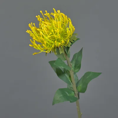 Produktbild von artplants.de Künstliche Protea, Gelb, 70 cm - Textilpflanze, Protea Deko