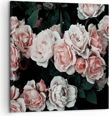 Produktbild von Bild auf Leinwand - Leinwandbild - Einteilig - Rosen Blumen Blätter - 60x60cm - Wand Bild - Wanddeko - Wandbilder - Leinwanddruck - Bilder - Wanddekoration - Leinwand bilder - Wandbild - AC60x60-4760
