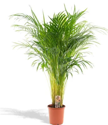 Zdjęcie produktu dla Złota palma owocowa - Palma Areca - Roślina domowa - Ø21cm - ↕110cm
