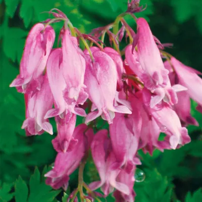 Produktbild von Herzblume Zierpflanzen Dicentra Formosa Luxuriant 1 St.