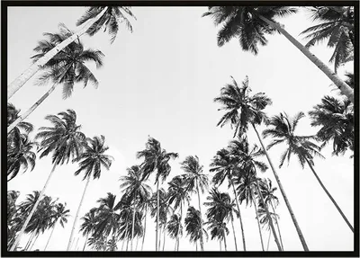 Image de Image Poster dans un cadre 43x33 cm Palmiers P909