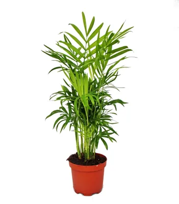 Produktbild von Chamaedorea elegans - Zimmerpalme - Bergpalme 9cm Topf