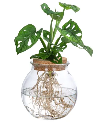 Produktbild von Dehner Waterplant Fensterblatt, Monstera adansonii, Wasserpflanze im Kugelglas, Ø 12 cm, Höhe 25 cm, Zimmerpflanze