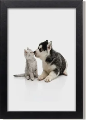 Produktbild von Bild 20x30 MDF-Rahmen, Wandkunst Hund und Katze