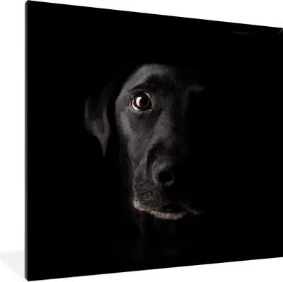 Produktbild von MuchoWow® Gerahmtes Poster Ein schwarzer Labrador Retriever auf schwarzem Hintergrund 40x40 cm - Poster mit Schwarzem Bilderrahmen Wandposter Rahmen Foto Bilder - Mit Rahmen - Wanddekoration Schlafzimmer