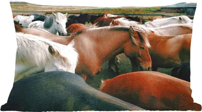 Produktbild von MuchoWow® Zierkissen Sofakissen Wohnzimmer Dekokissen 60x40 cm Pferde - Tiere - Spiel - Kopfkissen - Polster mit Foto