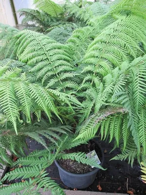 Produktbild von Tropischer Baumfarn - Echter Baumfarn - Dicksonia antarctica - Besonderheit - 60-80cm