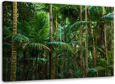 Produktbild von Leinwandbild tropischer wald palmen grün 60x40 cm Feeby grün wandbild bereit zum aufhängen