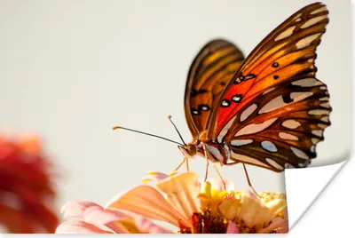 Produktbild von MuchoWow® Poster Schmetterling - Orange - Blume - Insekten 180x120 cm - Fotoplakat