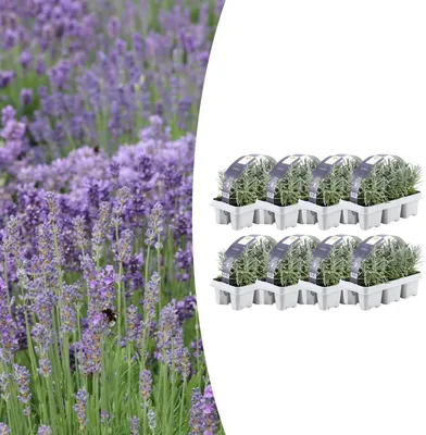 Image de Lavande angustifolia | 48 pièces - 15cm - Ø7cm - Plante de jardin