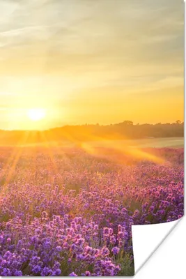 Produktbild von MuchoWow® Poster Lavendel - Sonnenuntergang - Bäume - Lila 80x120 cm - Papierdruck