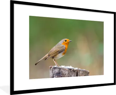 Produktbild von MuchoWow® Gerahmtes Poster Tiere - Vogel - Rotkehlchen 90x60 cm - Poster mit Schwarzem Bilderrahmen Wandposter Rahmen Foto Bilder - Wanddekoration - Fotos