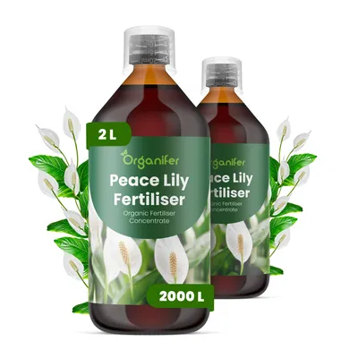 Obrázek produktu pro Laliovník Tekuté Hnojivo 2x1 L – 3-4-3 NPK – Pro Laliovník – Podporuje Silné Kořeny & Rovnomerný Růst – Organifer