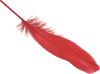 Produktbild von Gänsefedern ca. 16 - 21cm rot VE=5x8 Stück