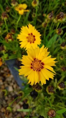 Image de Coreopsis grandiflora 'Sunfire' / Coréopside à grandes fleurs