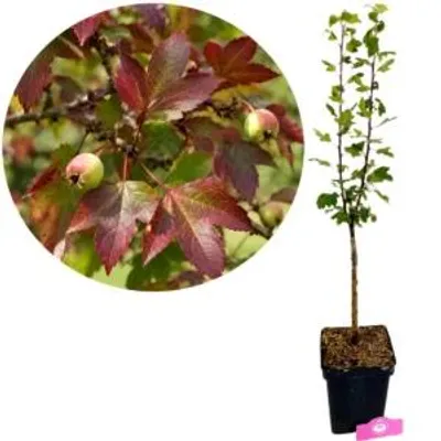 Produktbild von Malus 'Trilobata', Libanesischer Wildapfel, Höhe 80 cm, 5-Liter-Topf