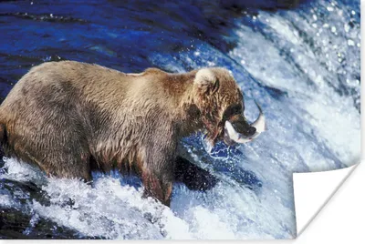 Produktbild von MuchoWow® Poster Bär - Fisch - Wasserfall 180x120 cm - Fotoplakat
