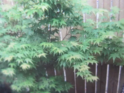 Produktbild von Ahorn palmatum Aoyagi - Japanischer Fächer-Ahorn Aoyagi - 60-80cm
