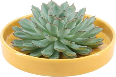 Produktbild von ROOTLESS Succulent Echeveria Pulidonis in Schale 'gelb' Ø20 cm - ↕5 cm