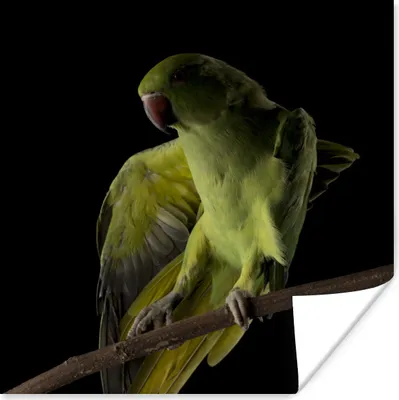 Produktbild von MuchoWow® Poster Papagei - Vogel - Zweig 30x30 cm - Wandposter - Printing