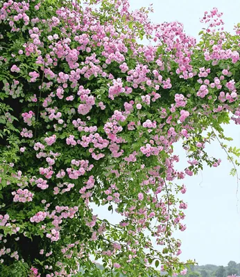 Produktbild von BALDUR Garten 2er Rambler-Rosen-Kollektion blau und rosa, Pflanzen , Kletterrose winterhart, mehrjährige Kletterpflanzen, duftend, blühend, schnell wachsend, Rosa Hybride, Schlingrosen