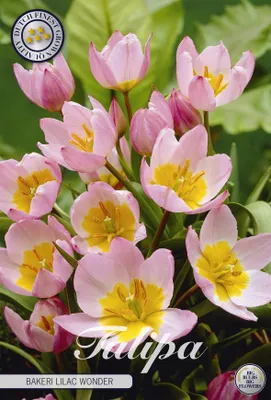 Artikelbild 2 von 'Tulpe Bakeri Lilac Wonder (10 Stück)' aus der Kategorie Tulpenzwiebeln
