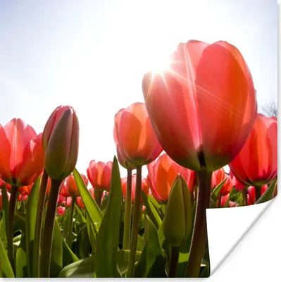 Produktbild von MuchoWow® Poster Blumen - Tulpen - Sonne 50x50 cm - Wohnzimmerdekoration