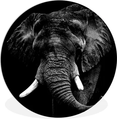 Produktbild von MuchoWow® Rundes Wandbild - Runde Bilder Elefant - Tiere - Zähne - Schwarz - Weiß Ø 30 cm Kreis Wanddekoration Kunststoff - Wandkreis - Wandschmuck - Schlafzimmer - Bilder - Der Kreis - Kunst für die Wohnung - Plastik - Kunstdruck - Wandbild