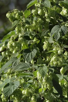 Produktbild von Hopfen - Bierhopfen - 20 Samen