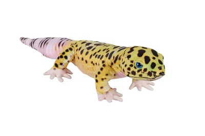 Produktbild von Wild Republic - 28717 - Living Earth, Leopard Gecko, Plüsch, 59cm x 13cm x 20cm