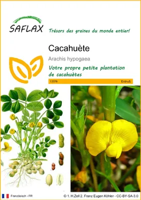 Image de SAFLAX - Cacahuète - 8 graines - Arachis