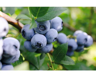 Obrázek produktu pro BorůvkaFloraSelfVaccinium corymbosum 'Bluecrop' cca 40 cm květináč 3 l
