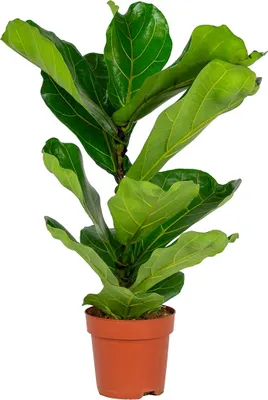 Image de Bloomique - Ficus Lyrata - Figuier lyre - Plante d’intérieur - Dépolluante - Facile d’entretien - Hauteur 50-60 cm - Pot 17 cm