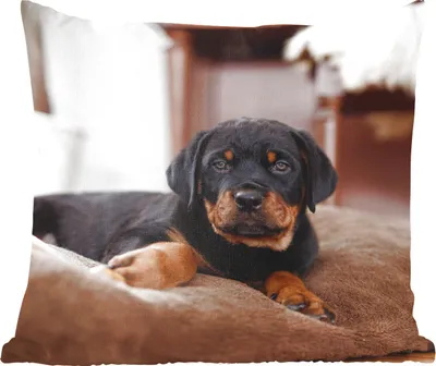 Produktbild von MuchoWow® Zierkissen Sofakissen Wohnzimmer Dekokissen 50x50 cm Rottweiler-Welpe liegt auf einem weichen Kopfkissen - Komfort - Sofakissen