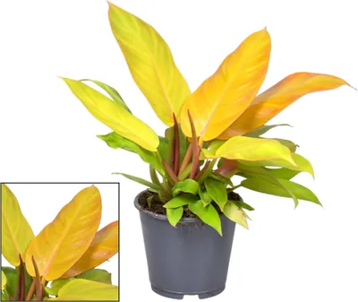 Produktbild von Philodendron Prince Of Orange Zimmerpflanze Ø14cm 35cm Farbwechselndes Laub von