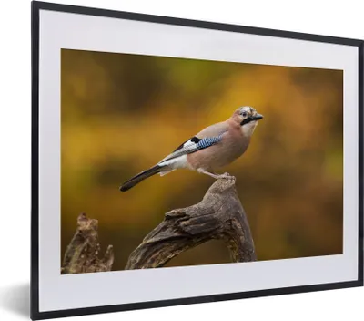 Produktbild von MuchoWow® Gerahmtes Poster Vogel - Zweig - Eichelhäher 40x30 cm - Poster mit Schwarzem Bilderrahmen Wandposter Rahmen Foto Bilder - Bilderrahmen - Poster im Rahmen