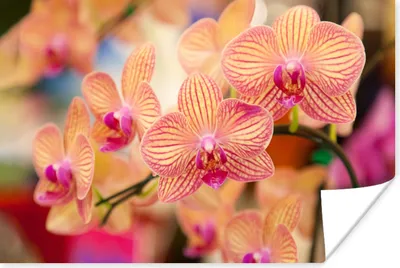 Produktbild von MuchoWow® Poster Pflanze - Orchidee - Blumen - Rosa - Flora 60x40 cm - Schlafzimmerdekoration