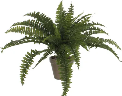 Obrázek produktu pro Mica Decorations Kapradina v květináči Stan - V45 x Ø70 cm - zelená