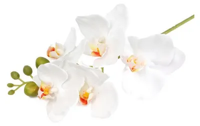 Produktbild von Kunstorchideen in naturgetreuer Optik: Künstliche Phalaenopsis-Blüten aus Seide mit 5 Blütenköpfen für die Dekoration von Wohnräumen, Büros und als Tischdekoration.