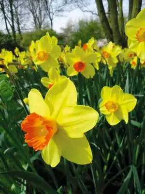 Obrázek produktu pro Narcisy 12/14 FloraSelf 'Fortune' 5 ks