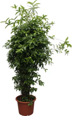 Zdjęcie produktu dla Bamboo Dragon Tree - Dracaena Surculosa - 300 cm - ø60cm
