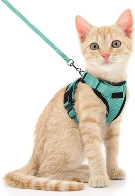 Image de Harnais pour chat de petite ou moyenne taille, avec sangle de 150 cm - Harnais de sécurité pour chats de petite ou moyenne taille - Harnais de voyage avec fonction anti-traction