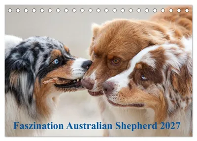Produktbild von Australian Shepherd 2027 (Tischkalender 2027 DIN A5 quer), CALVENDO Monatskalender